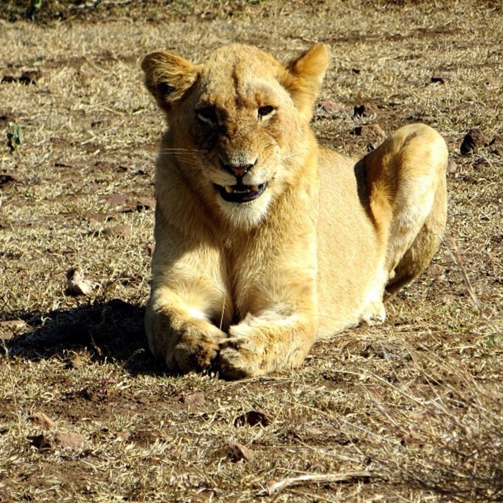 Exploring the 3 Lucky Lion Slot Game