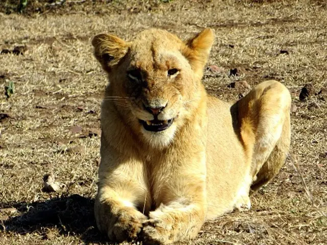 Exploring the Thrilling 3 Lucky Lion GameSlot